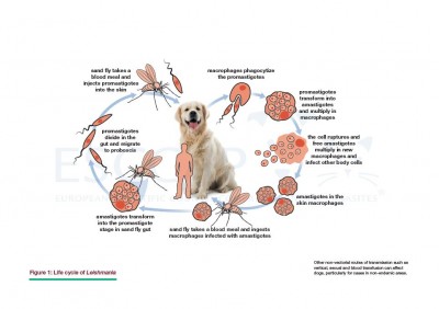 GL5: Control of Vector-Borne Diseases in Dogs and Cats