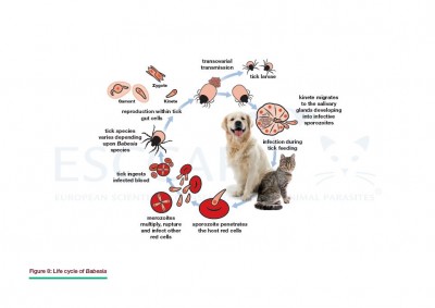 GL5 Fig 8: Life cycle of Babesia