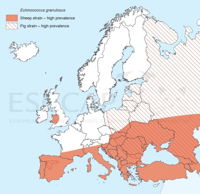 Approximate summary of distribution of Echinococcus granulosus and related species in Europe (© ESCCAP)