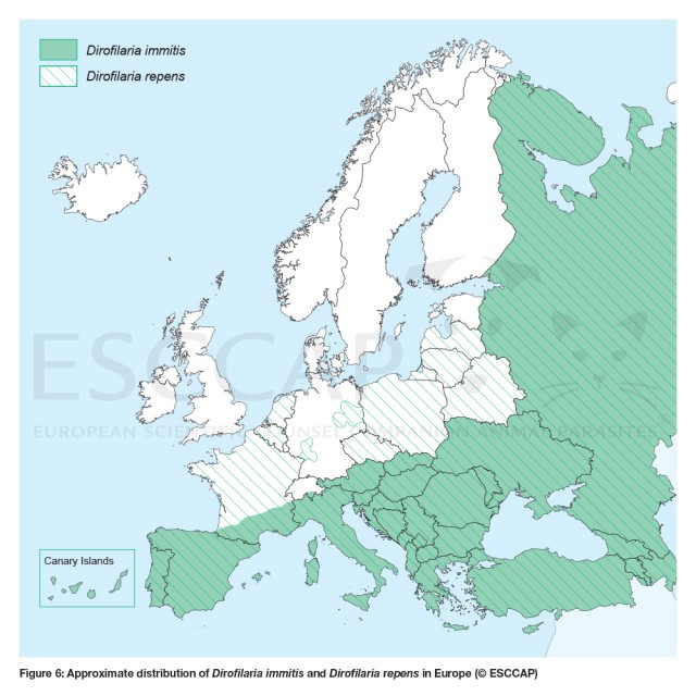 Fig. 2 Approximate distribution of Dirofilaria immitis and Dirofilaria repens in Europe (© ESCCAP)